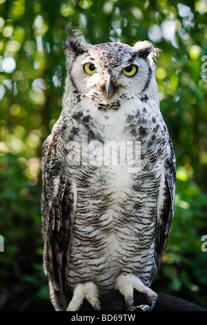 Great Horned Owl Bubo virginianus Stock Photo