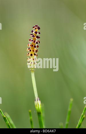 field horsetail Equisetum arvense Stock Photo