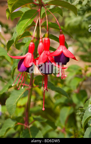 Red and Purple Fuchsia magellanica Stock Photo