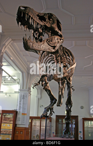 Stan The T-Rex Hell Creek Formation South Dakota, USA Stock Photo