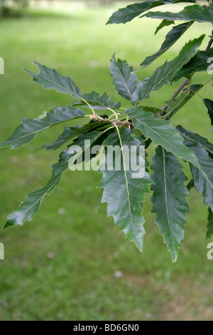Chestnut-leaved Oak Tree Leaves, Quercus castaneifolia, Fagaceae, Caucasus and Iran. Stock Photo