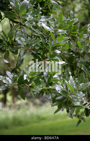 Macedonian Oak Tree Leaves, Quercus trojana syn Q. macedonicus, Fagaceae, South East Europe. Stock Photo