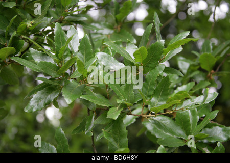 Macedonian Oak Tree Leaves, Quercus trojana syn Q. macedonicus, Fagaceae, South East Europe. Stock Photo