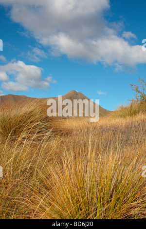 Tussock grass in the Lindis Conservation area of New Zealand Stock Photo