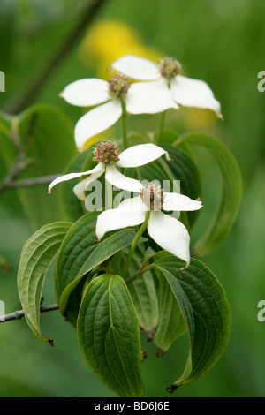 Chinese Dogwood, Cornus kousa var chinensis, Cornaceae, China, Asia Stock Photo