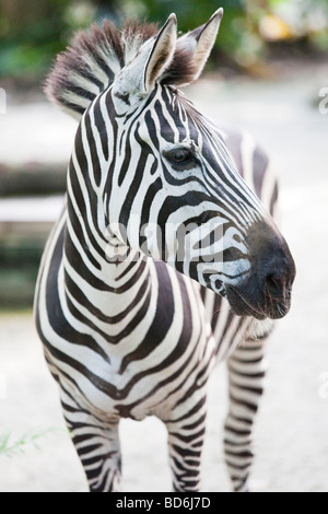 Portrait of a zebra Stock Photo