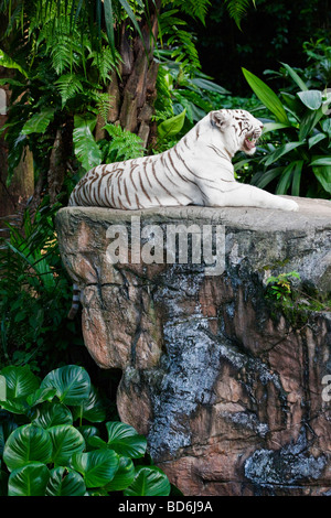A Bengal White Tiger lying on a rock Stock Photo