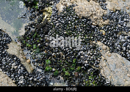 godrevy point cornwall with mussel beds exposed at low tide of the shell fish Stock Photo