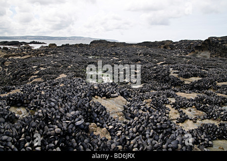 godrevy point cornwall with mussel beds exposed at low tide of the shell fish Stock Photo