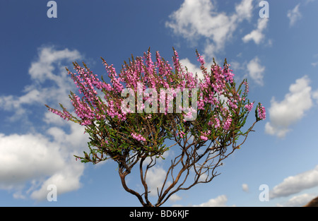 Wild Heather in flower on the Long Mynd in Shropshire Stock Photo
