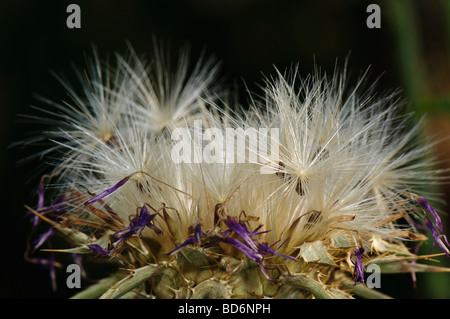 Thistledown on milk thistle plant Stock Photo