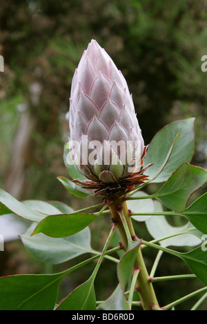 King Protea aka Giant Protea, Honeypot or King Sugar Bush, Protea cynaroides, Proteaceae, South Africa, Cape Province Stock Photo