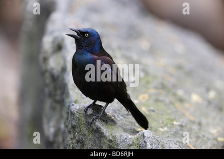 Common Grackle Quiscalus quiscula stonei Purple subspecies male singing in New York s Central Park Stock Photo