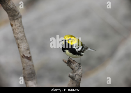 Black throated green Wabrler Dendroica virens virens male in breeding plumage a Spring Migrant to New York s Central Park Stock Photo