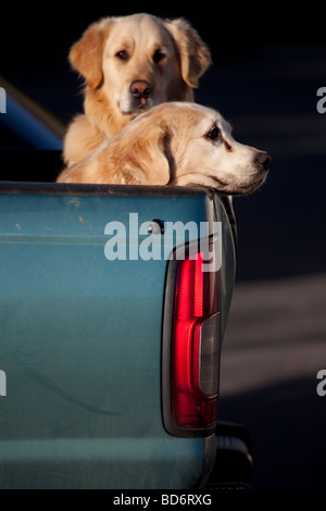Two Golden Retrievers in the Back of A Car Stock Photo