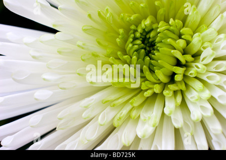 Chrysanthemum (Compositae) Stock Photo