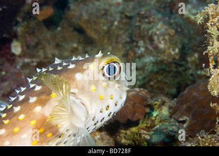 Yellow spotted Burrfish (Cyclichthys spilostylus) Stock Photo