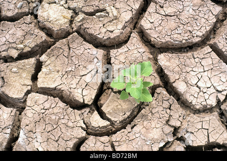 Young plant in parched river bed Stock Photo
