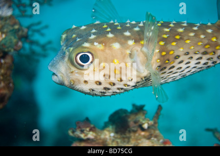 Yellow spotted Burrfish (Cyclichthys spilostylus) Stock Photo