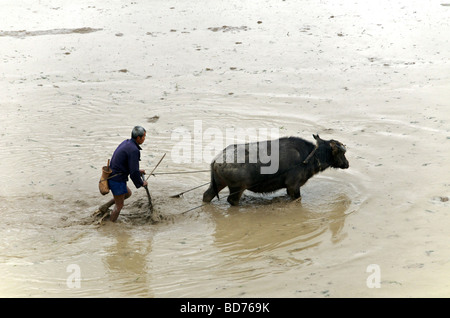 Farmer ploughing rice paddy with water buffalo Guizhou Province China Stock Photo