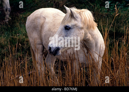 The wild horses of the Camargue roaming free in the marshes Stock Photo