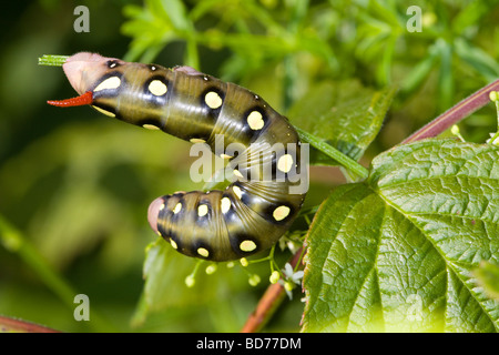 Hyles gallii caterpillar Stock Photo