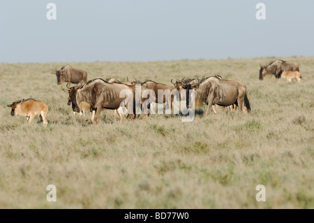 Stock photo of the great wildebeest migration, Ndutu, southern Serengeti ecosystem, Tanzania, 2009. Stock Photo