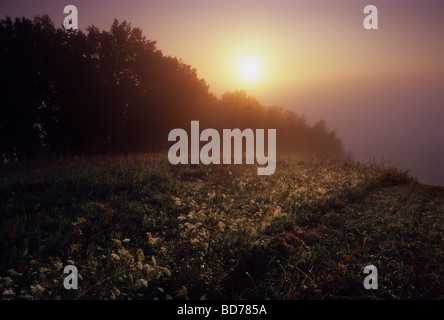 Meadow Organic Farm Fog Mist Poland Country Stock Photo