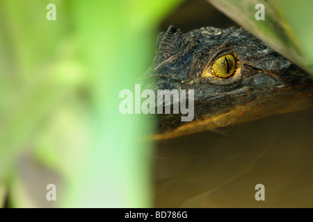 A spectacled caiman (Caiman crocodilus) peers through a shrub as it relaxes in a mangrove on Costa Rica's Osa Peninsula. Stock Photo