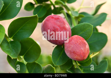 Natal plums maturing on branch. 'Carissa macrocarpa'. Stock Photo