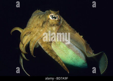 Common Cuttlefish (Sepia officinalis) Underwater, Captive Stock Photo