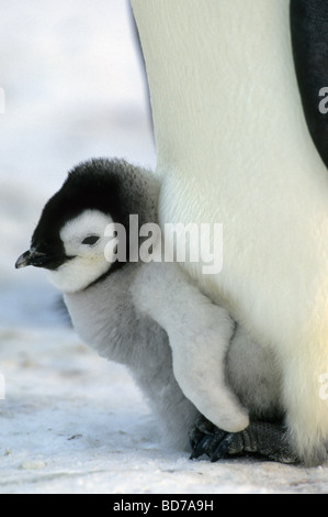 Emperor Penguin (Aptenodytes forsteri) Chick on parent's feet, Atka Bay, Weddell Sea, Antarctica Stock Photo