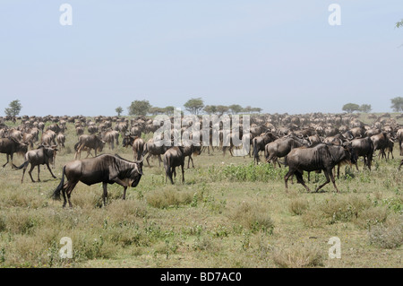 Stock photo of the great wildebeest migration, Ndutu, southern Serengeti ecosystem, Tanzania, 2009. Stock Photo