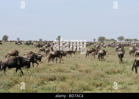 Stock photo of the great wildebeest migration, Ndutu, southern Serengeti ecosystem, Tanzania, 2009. Stock Photo