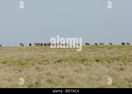 Stock photo of the great wildebeest migration, Ndutu, southern Serengeti ecosystem, Tanzania, 2009. Stock Photo