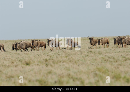 Stock photo of the great wildebeest migration, Ndutu, southern Serengeti ecosystem, Tanzania, 2009. Stock Photo