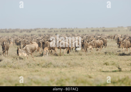 Stock photo of the great wildebeest migration, Ndutu, southern Serengeti ecosystem, Tanzania, 2009. Stock Photo