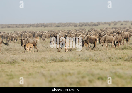 Stock photo of the great wildebeest migration, Ndutu, southern Serengeti ecosystem, Tanzania, 2009. Stock Photo