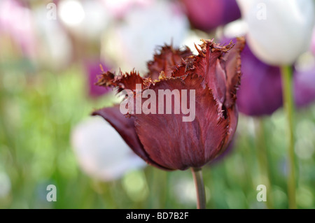 Black Jewel tulip close-up Stock Photo