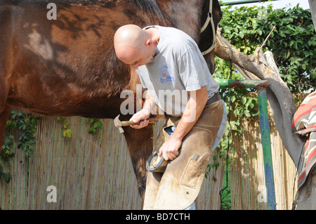 Farrier preparing a horse s hoof for new shoe Attaching the new shoe with nails Stock Photo