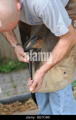 Farrier attaching a shoe to a horse s hoof clipping the nails Stock Photo