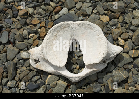 Whale vertebra bone on beach at Grytviken South Georgia Antarctica Stock Photo