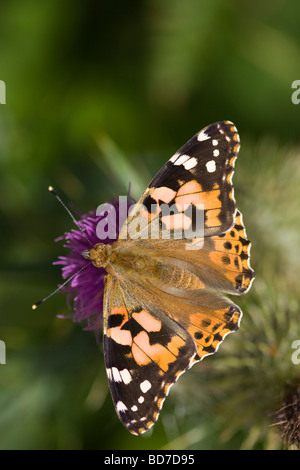 Upperwing of a Painted Lady butterfly (Cynthia cardui) feeding on a purple Spear thistle (Cirsium vulgare) flower Stock Photo