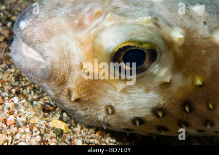 Yellow spotted Burrfish (Cyclichthys spilostylus) Stock Photo