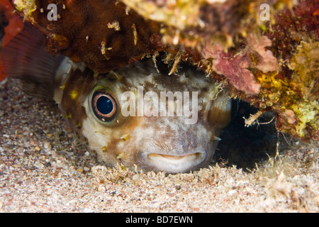 Yellow spotted Burrfish (Cyclichthys spilostylus) hiding beneath the rock and watching divers Stock Photo