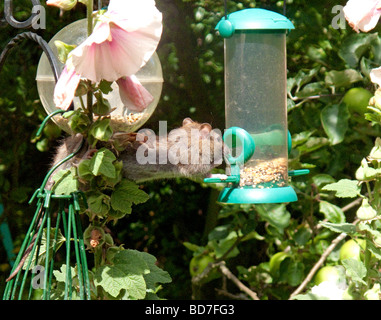 brown rat common rat Rattus norvegicus getting food from a bird feeder Stock Photo