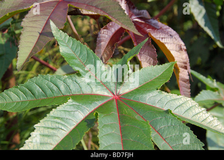 Wunderbaum castor oil plant 20 Stock Photo