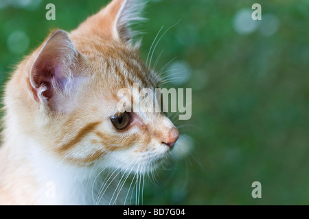 Close Up Portrait of a Ginger Tabby Kitten Stock Photo