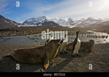 King Penguins Aptenodytes patagonicus incur wrath of elephant seal pups at St Andrews Bay South Georgia Antarctica Stock Photo