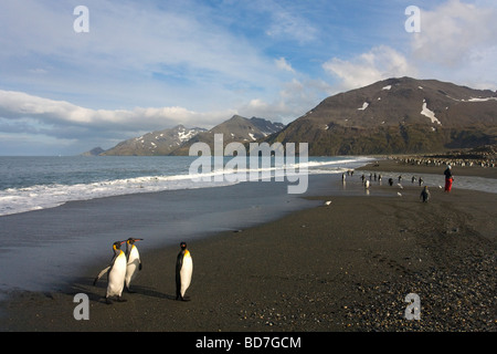 King Penguins Aptenodytes patagonicus and tourist on beach at St Andrews Bay South Georgia Antarctica Stock Photo